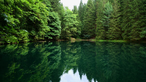 Forest lake