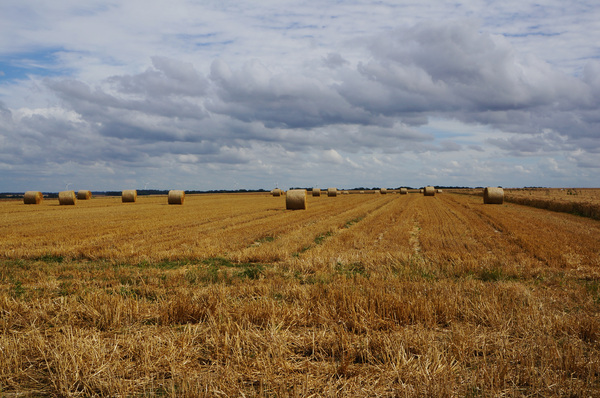 Normandy field by Cedric Doz