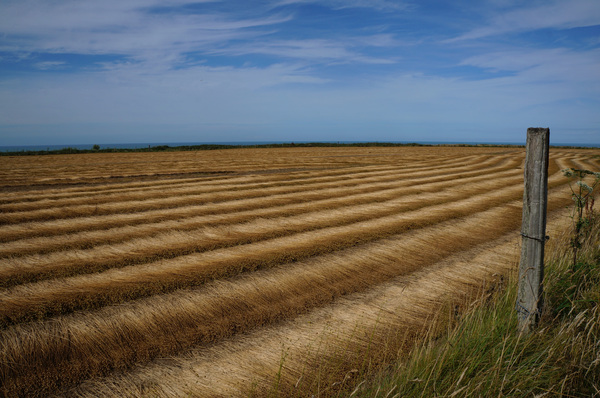 Normandy field Print