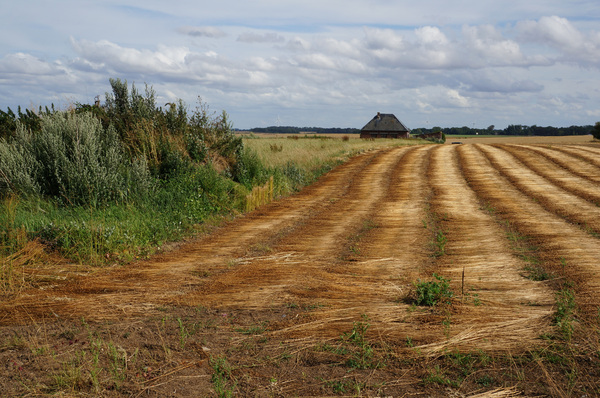 Normandy field Print