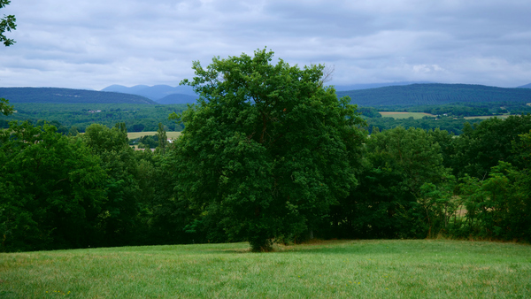 Tree in France by Cedric Doz