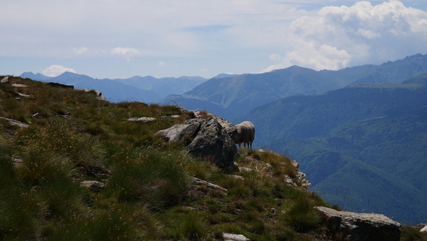 A sheep in mountains by Cedric Doz