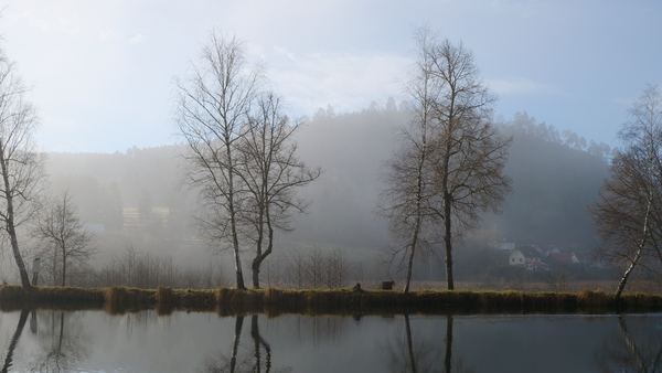 Trees in the mist France by Cedric Doz