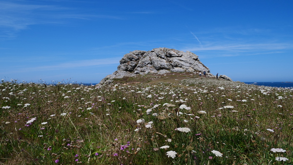 Rock and flowers  by Cedric Doz