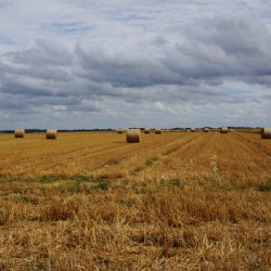 Normandy field