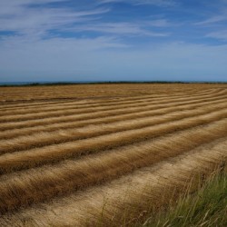 Normandy field