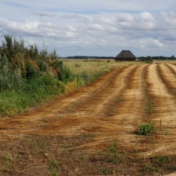 Normandy field