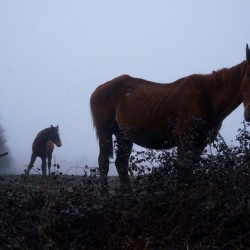 Horse in the fog