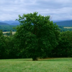 Tree in France