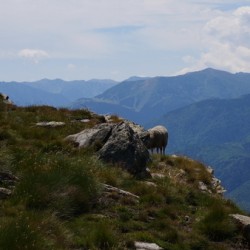 A sheep in mountains