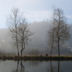 Trees in the mist France