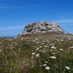 Rock and flowers 