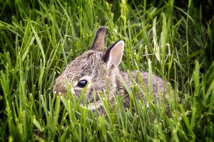 Baby bunny 1