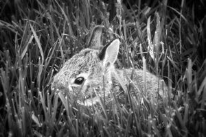 Baby bunny 1 in Black and White