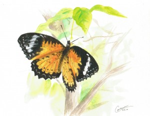 Butterfly
