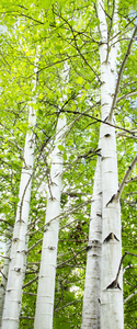 CO 2023 ASPEN