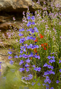 CO 2023 CONational Monument flower1
