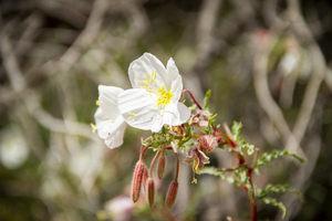 CO 2023 CONational Monument flower3