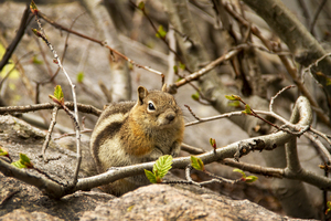 CO 2023 Chipmunk1