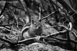 CO 2023 Chipmunk1 BW