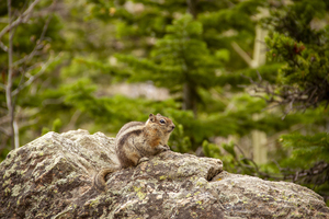 CO 2023 Chipmunk2