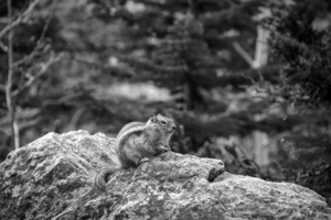 CO 2023 Chipmunk2 BW