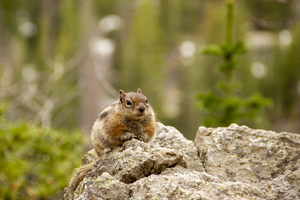 CO 2023 Chipmunk3