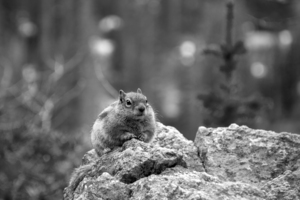 CO 2023 Chipmunk3 BW