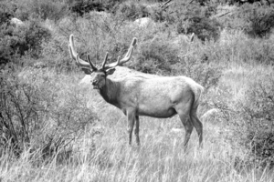 CO 2023 Elk1 BW
