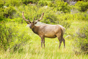 CO 2023 Elk1