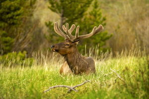 CO 2023 Elk2