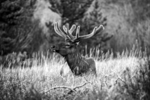CO 2023 Elk2 BW