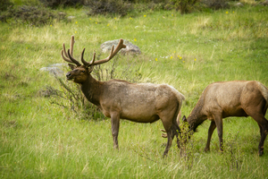CO 2023 Elk3