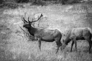 CO 2023 Elk3 BW