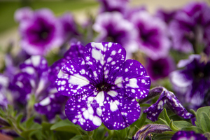 CO 2023 Flower Pansy1
