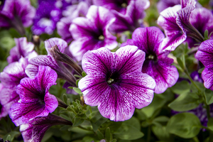 CO 2023 Flower Pansy2