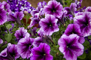 CO 2023 Flower Pansy3