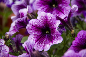 CO 2023 Flower Pansy4