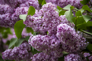 CO 2023 Lavender