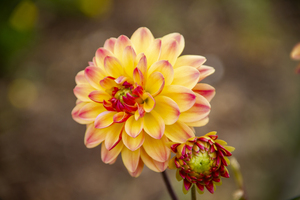 CO 2023 dahlia1