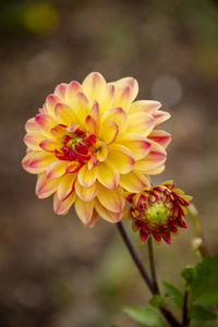 CO 2023 dahlia2