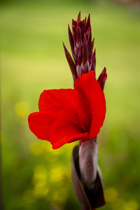 CO 2023 flower1