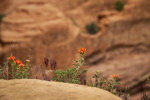 CO 2023 flowers1