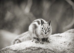 Chipmunk in Black and White