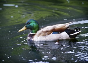 Duck