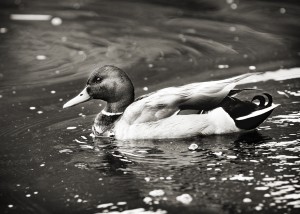 Duck in Black and White