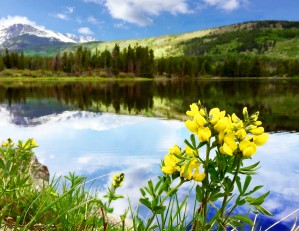 Flowers by the Bear Lake
