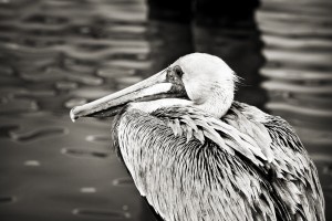 Pelican 1 in Black and White