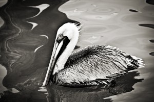 Pelican 2 in Black and White