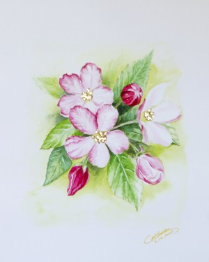 Apple Blossom